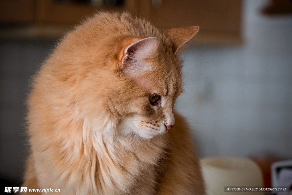 猫