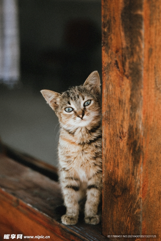 猫