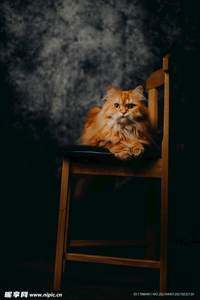 猫