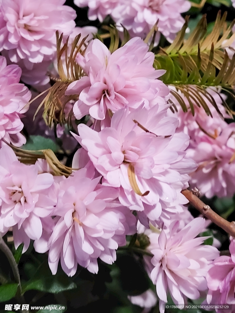 花卉