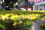 雨后落叶