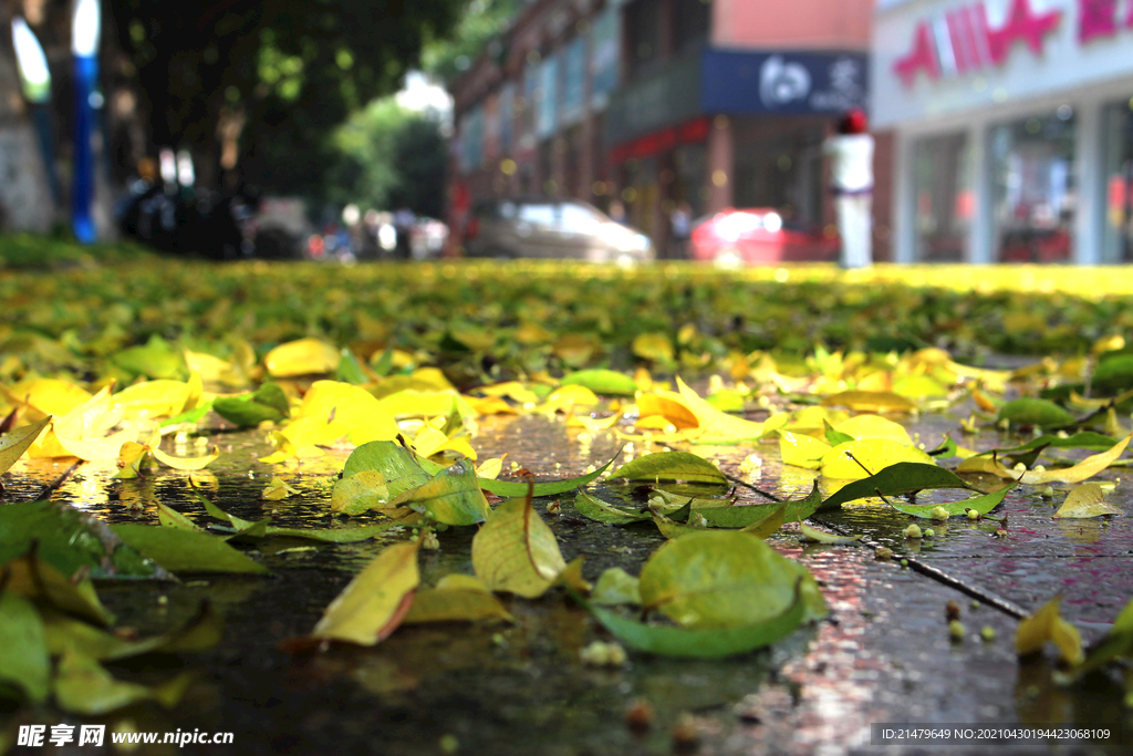 雨后落叶