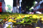 雨后落叶