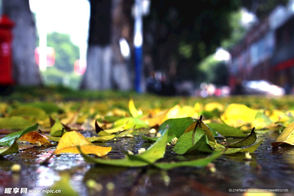 雨后落叶