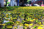 雨后落叶