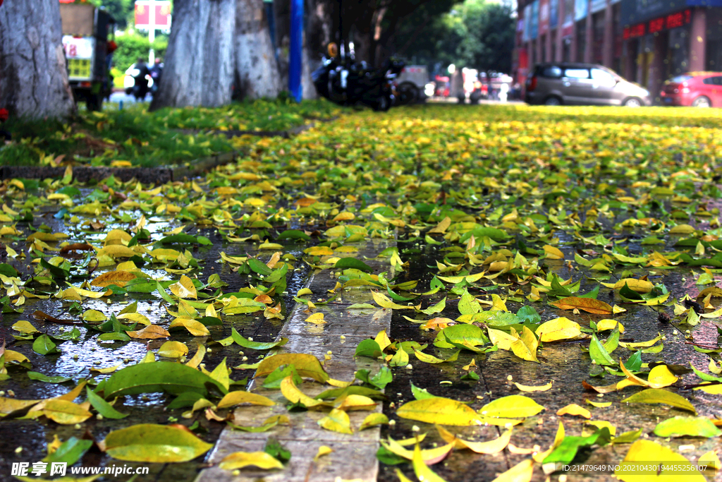 雨后落叶