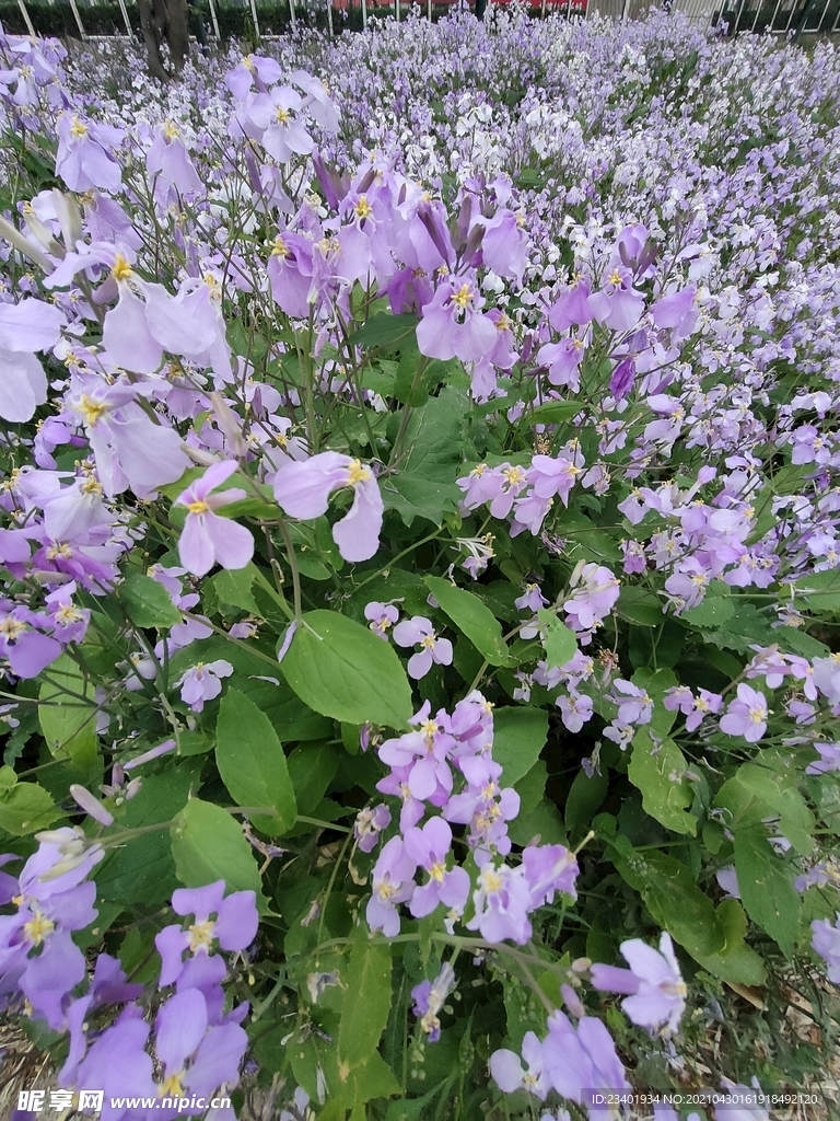 二月兰紫金草诸葛菜路边野花