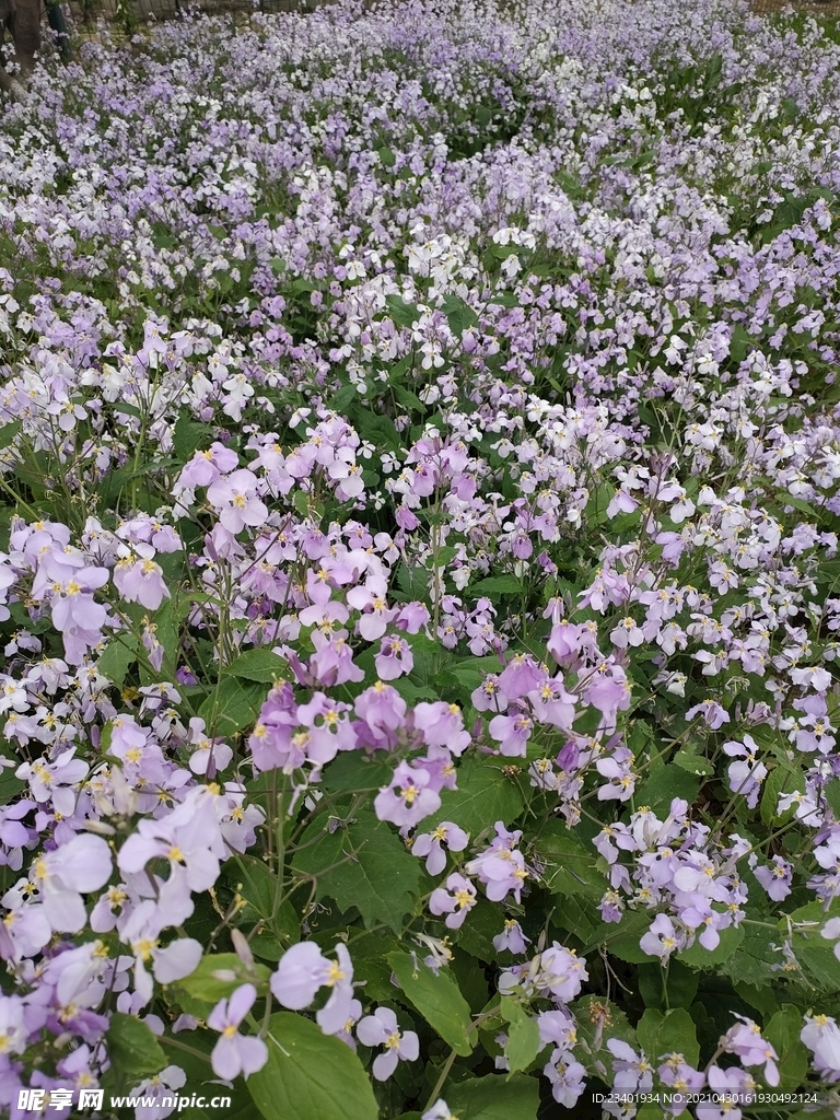 二月兰紫金草诸葛菜路边野花