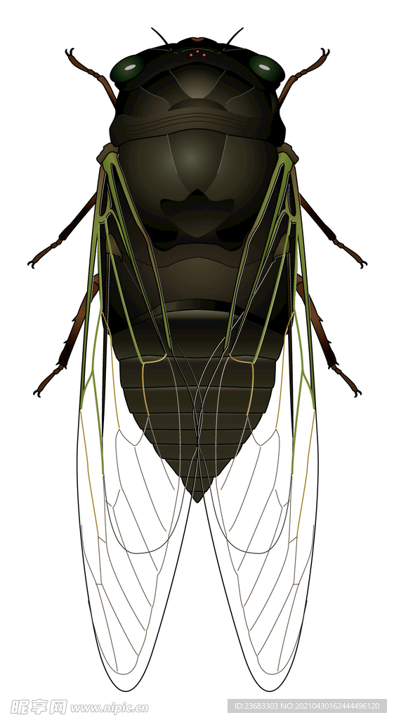 昆虫蝉矢量素材