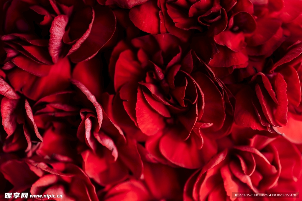 红色背景玫瑰花瓣背景
