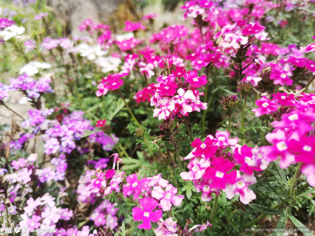 花