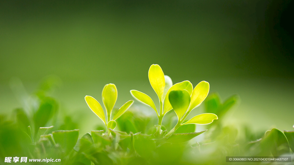 草 嫩芽