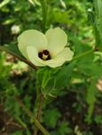 秋葵 花