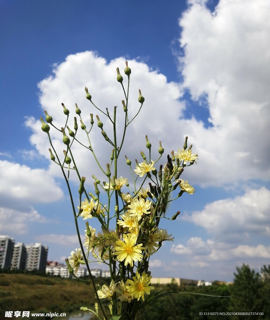 蓝天 白云 花