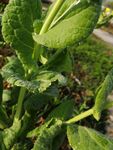  花 植物 绿色 天然 水珠