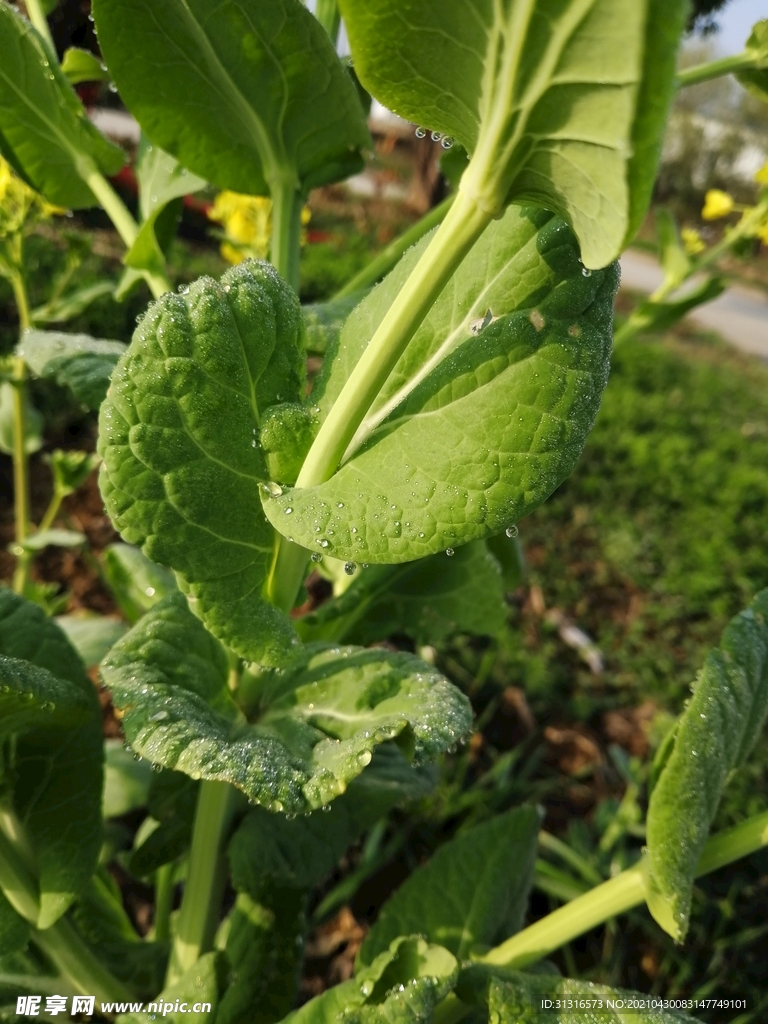  花 植 物 绿色 天然 