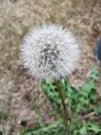 蒲公英 花 