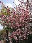 花 开 了