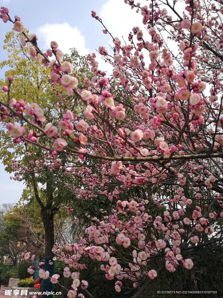 花 开 了