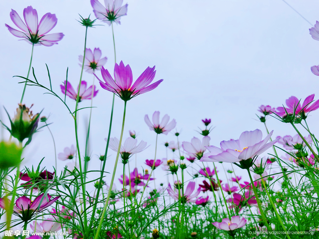 花丛 花海