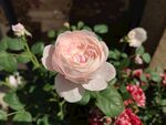 玫瑰花