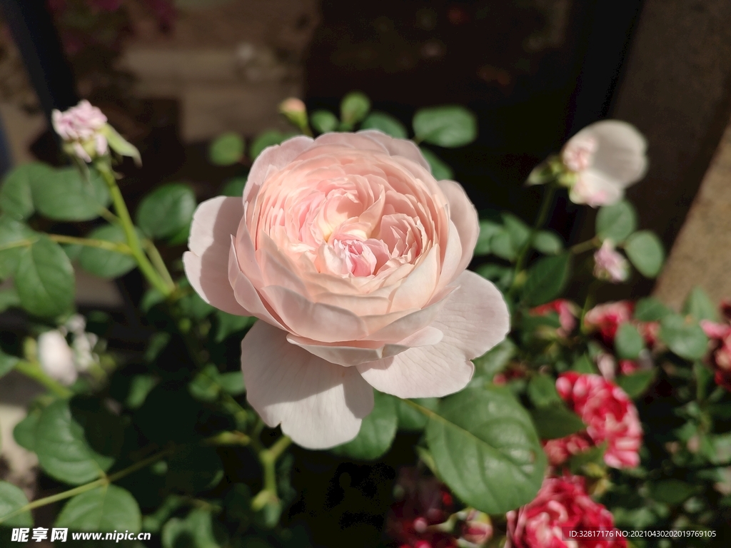 玫瑰花