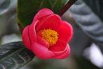 茶花