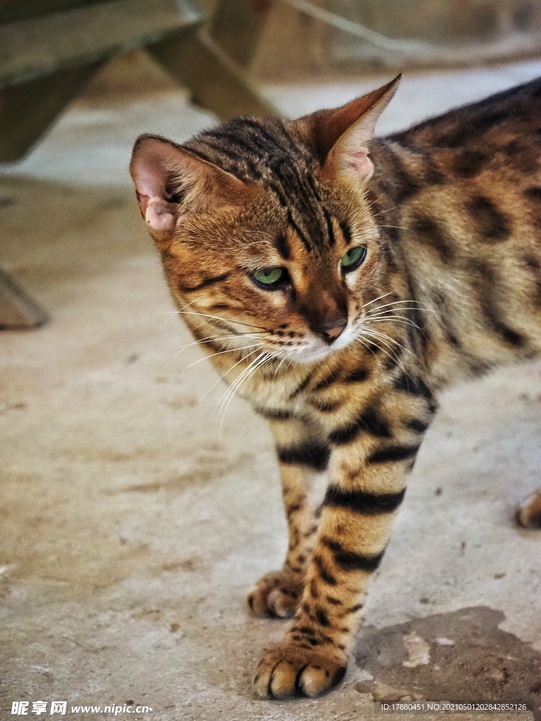 猫