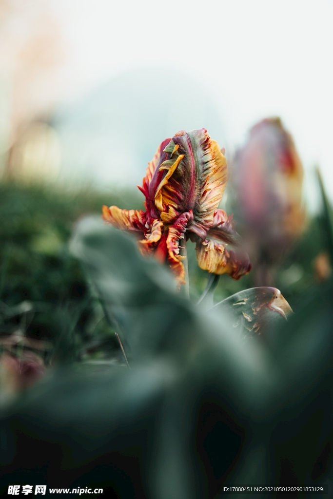 花卉