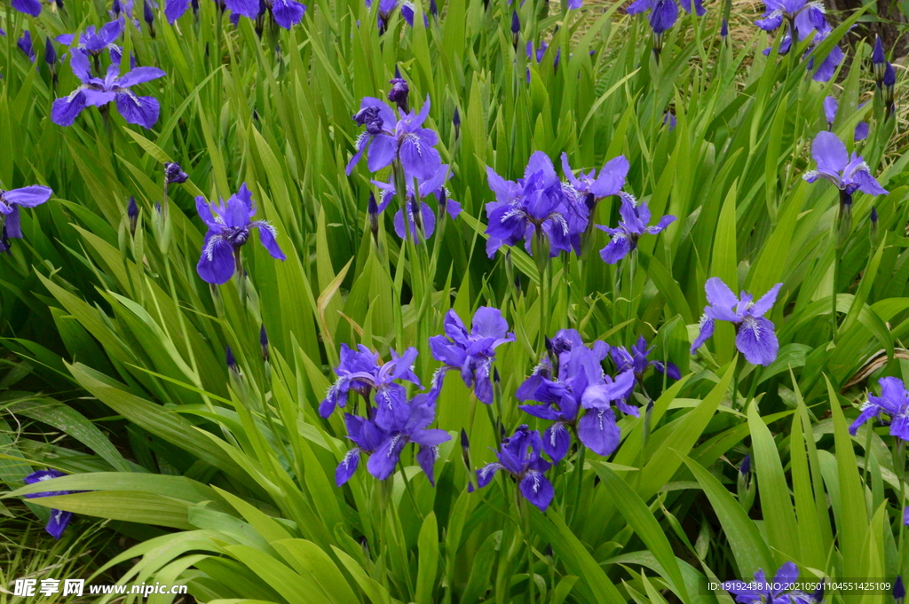 鸢尾花