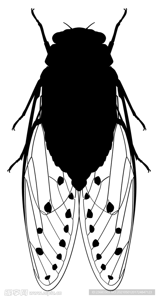 蝉知了矢量素材