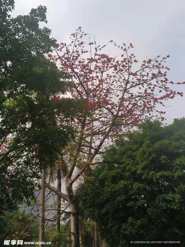 广州盛开的木棉花