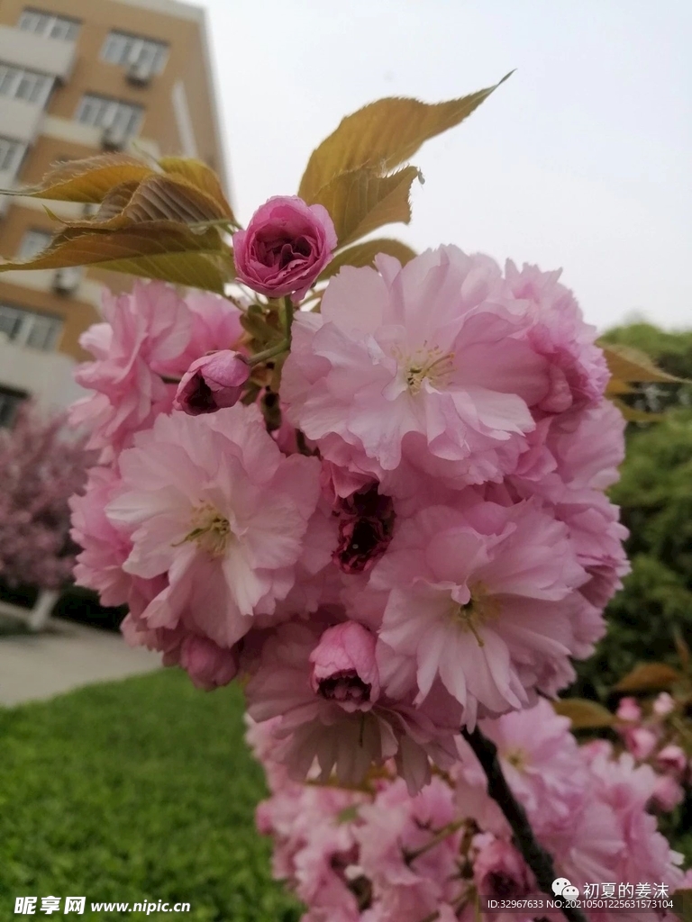 樱花  