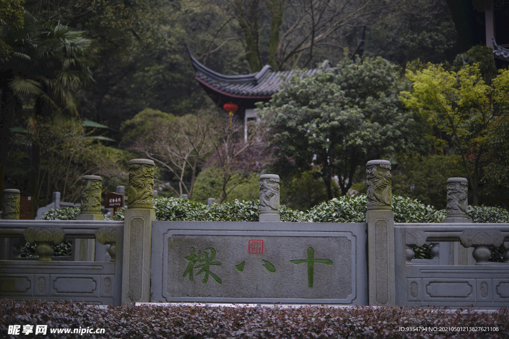 龙井茶茶园