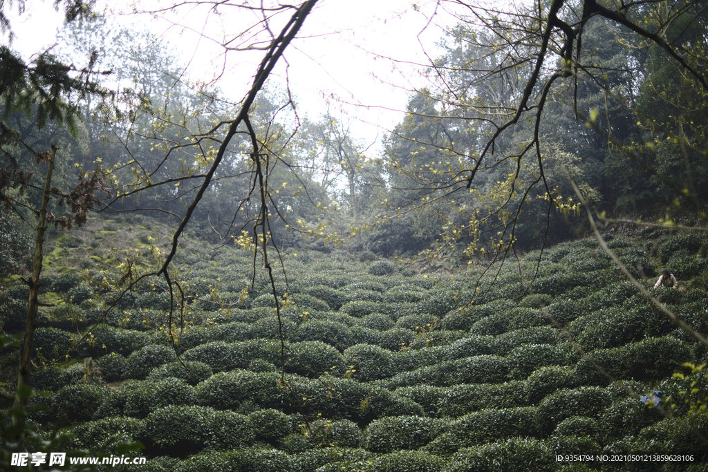 龙井茶茶园