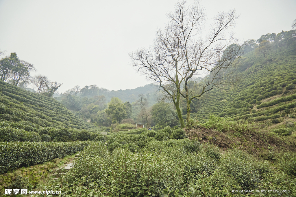 龙井茶茶园