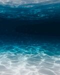 海洋             