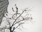 树干
