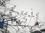 树枝