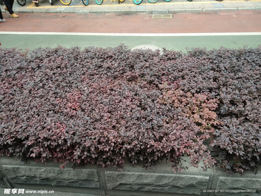 花卉 