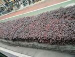 花卉