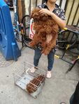 宠物狗 