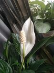白掌花