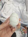  鸡蛋