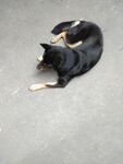 狗 