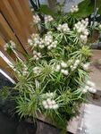 白球花