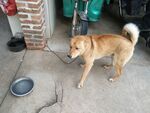 宠物狗 