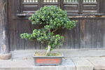 盆景松树