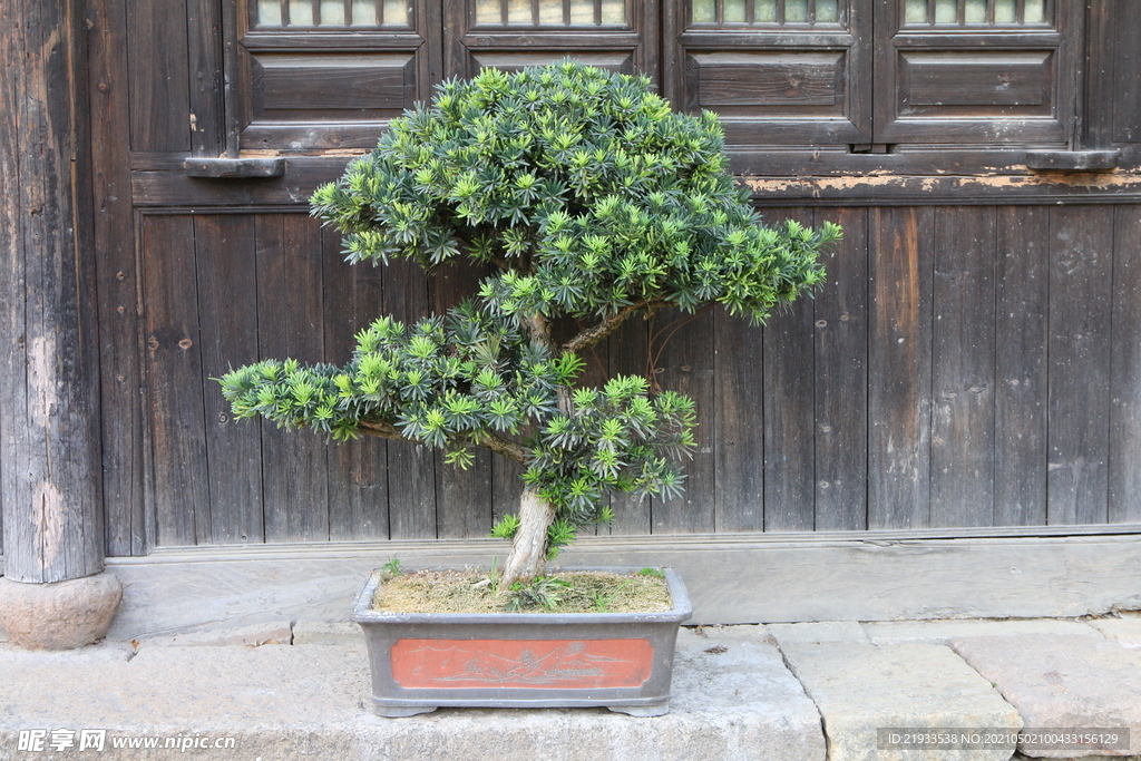 盆景松树