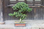 盆景松树